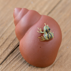 Жабка на мушлі, червона