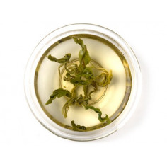 Смарагдові спіралі весни 2