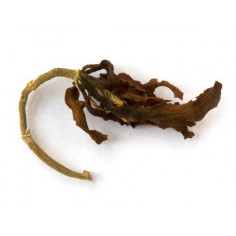 Квіти магнолії 2