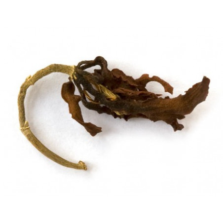 Квіти магнолії