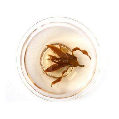 Квіти магнолії