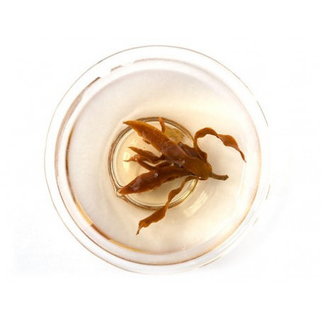 Квіти магнолії