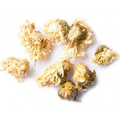 Квіти хризантеми 2