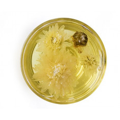 Квіти хризантеми