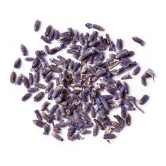 Квіти лаванди