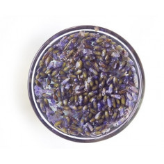 Квіти лаванди 2