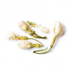 Квіти жасмину