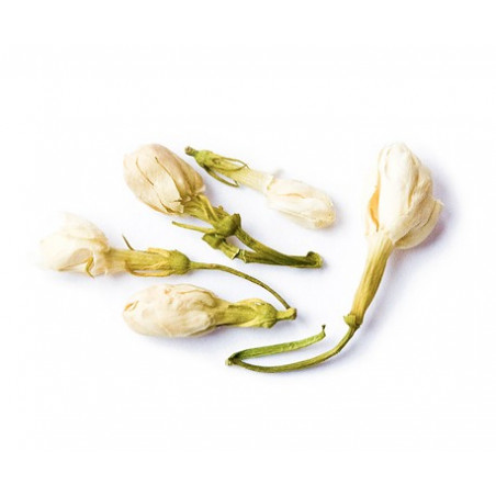 Квіти жасмину