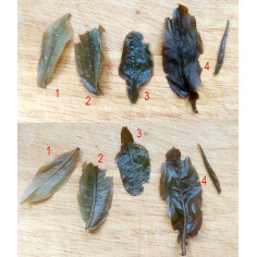 Знайомство з пуерами з Менхай, гори Буланшань (середній рівень)